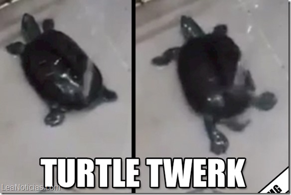 A_TWERKING_TURTLE