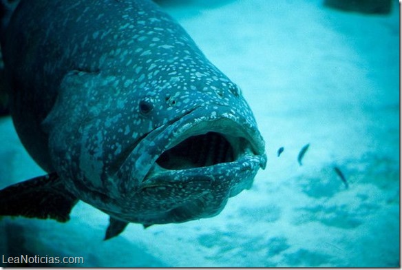 Conoce-al-pez-que-se-puede-comer-a-un-tiburon-de-un-solo-bocado-002