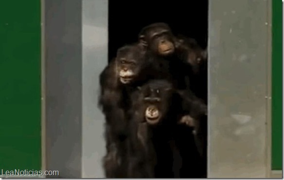 chimpances liberados