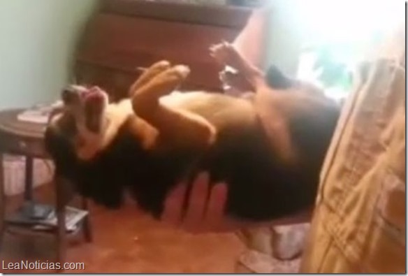 perro que se congela
