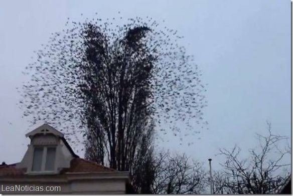 arbol de pajaros 1