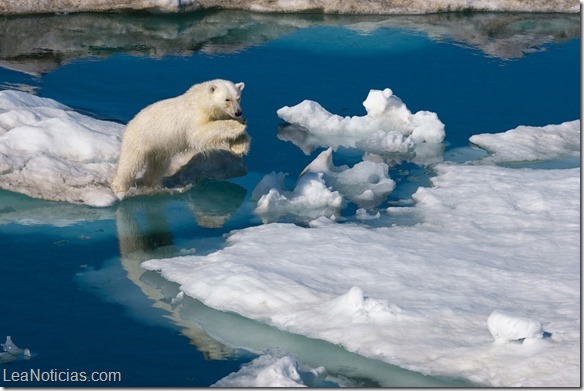 osos polares en peligro