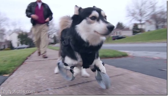 3D-printed-legs-alow-dog-to-run