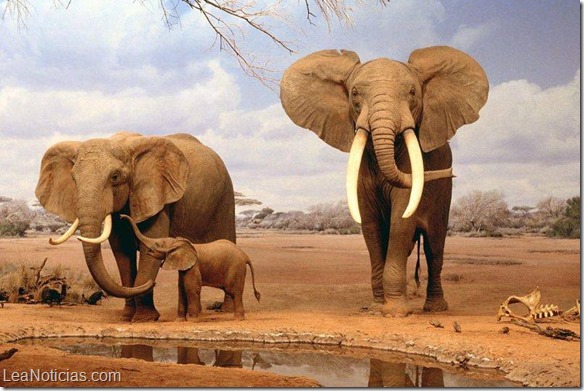 elefantes matanza venta marfil