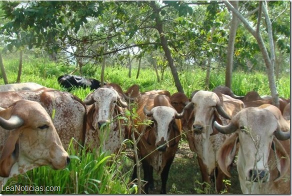 ganaderia-agricultura-ganado-792x384