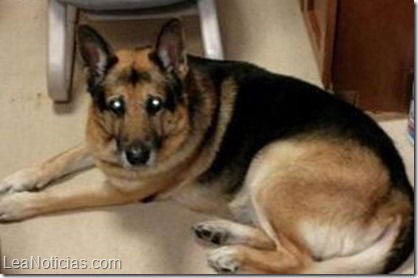 mujer-fallecida-testamento-entierren-perro-vivo-Connie_Lay-Bela-Indiana-Estados_Unidos_MDSIMA20141218_0220_14
