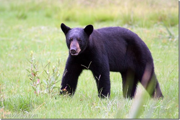 oso negro