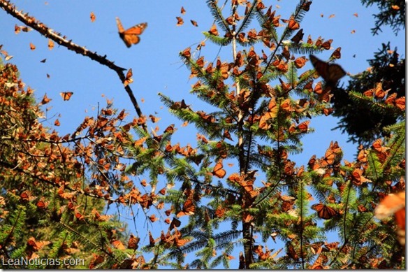 Mariposa-Monarca-r3