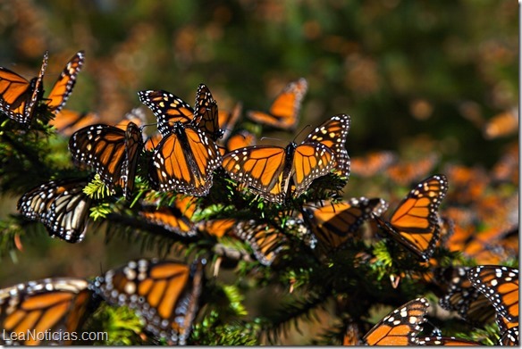 mariposas monarca 1