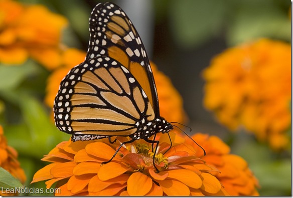 mariposas monarca 2