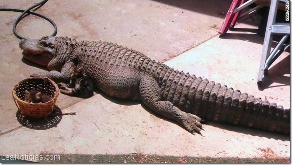 mascota caiman-pet-alligator-seize-los-angeles-