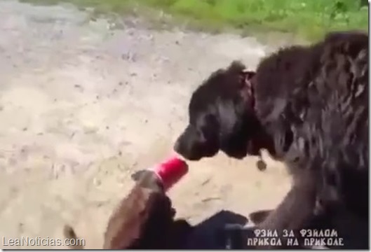perro salva gato