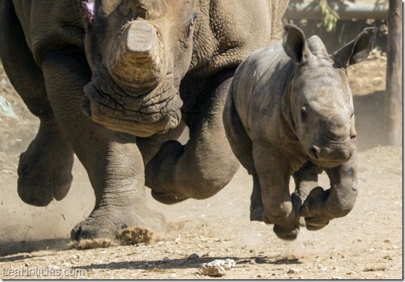 rinocerontes-sudafrica_