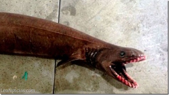 tiburon-anguila-metros-largo_MDS