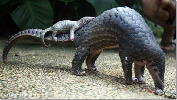 _pangolin_andchild_ap624b