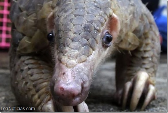 _pangolin_nose624b_ap