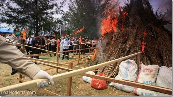 indonecia quema marihuana 3