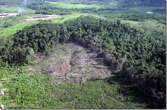 jefe indigena proyecto siembra de arboles 2