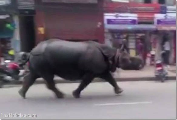 rinoceronte nepal