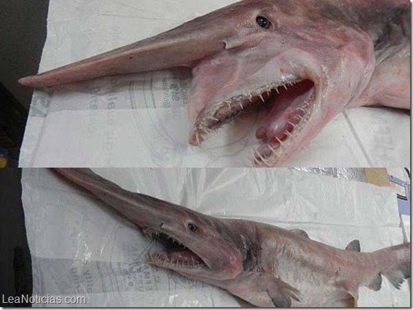 tiburon prehistorico australia