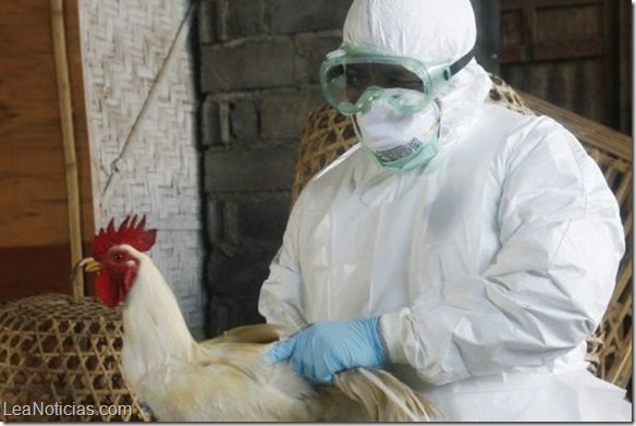 EE.UU. prueba posible vacuna contra gripe aviar