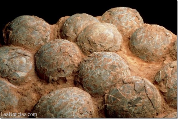 Hallan 43 huevos de dinosaurio fosilizados en China