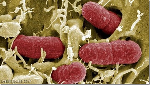 bacterias-resistentes-antibioticos22--644x362