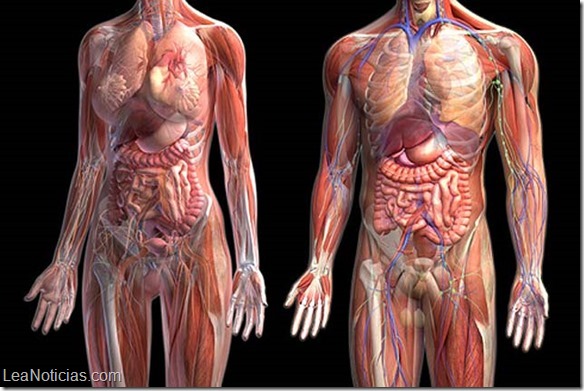 cuerpo-humano-anatomia