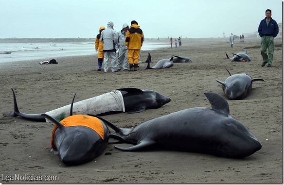 delfines varados japon 1