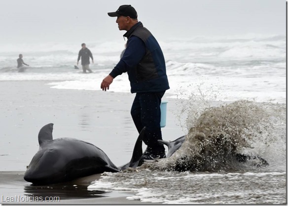 delfines varados japon 2