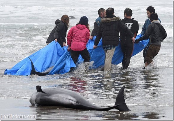 delfines varados japon 3