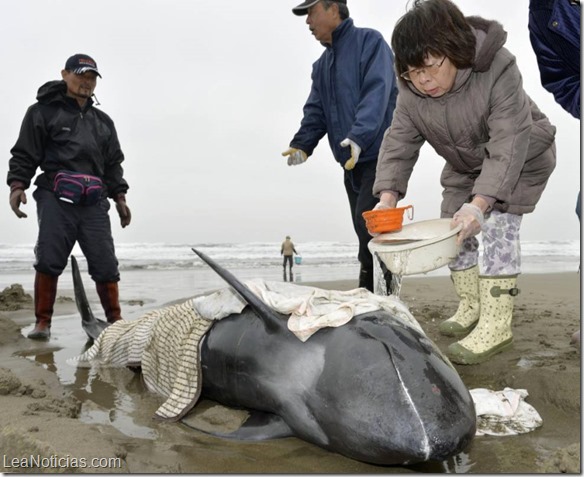 delfines varados japon 4