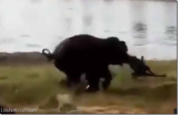 elefante asesino