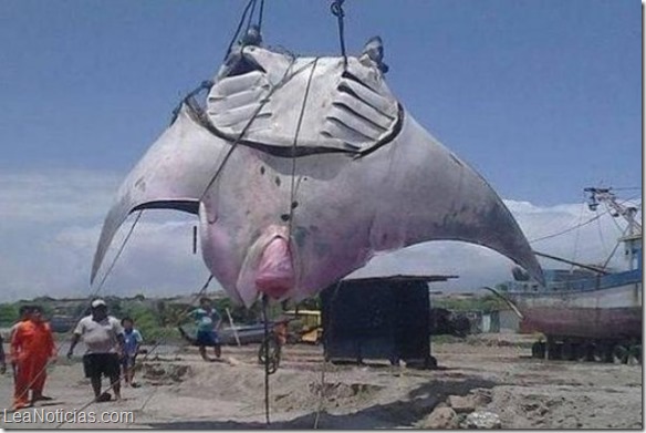 mantaraya gigante