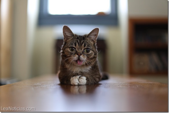 Científicos quieren examinar genes de gata que padece de enanismo