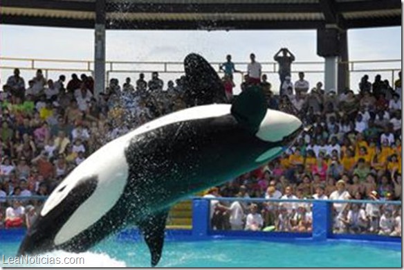 Demandarán acuario de Miami por confinamiento de una orca por 40 años