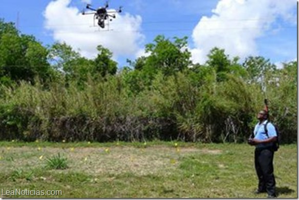 Entrenan drones y perros para salvar industria de los aguacates en EEUU