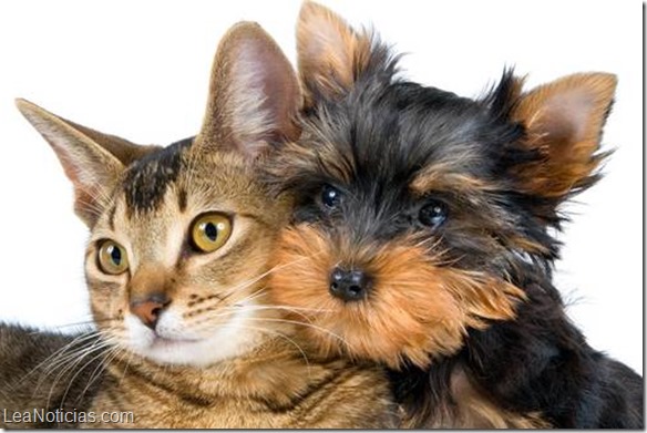 La ciencia descubrió cómo sienten los perros y los gatos