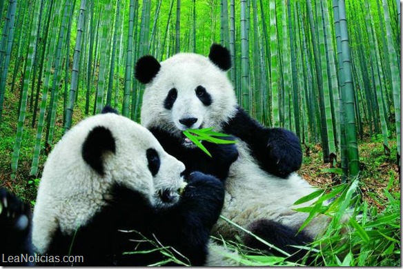 Los pandas no deberían comer bambú