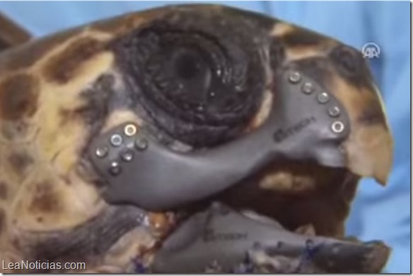 Tortuga marina recibe implante gracias a impresión 3D