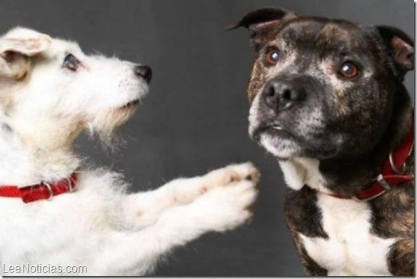 Conoce la enternecedora historia de un perro ciego y su inseparable compañero