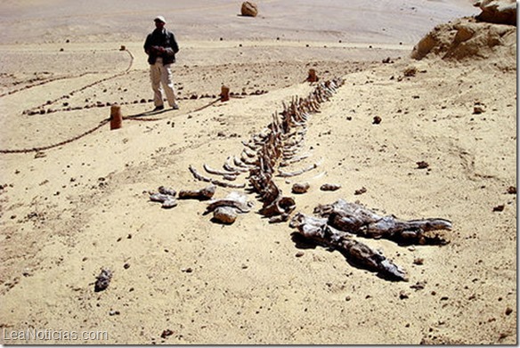 Descubren nuevos fósiles de ballenas de hace 40 millones de años en Egipto