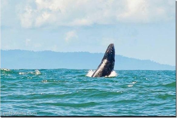 Guatemala reguló observación de ballenas