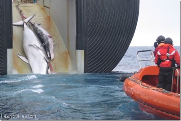 Japón seguirá con su polémico programa de caza de ballenas