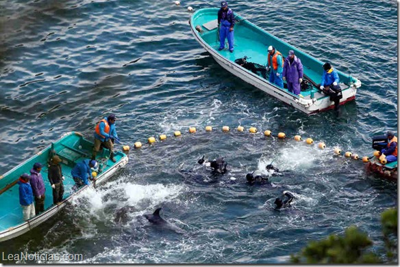 La mitad de los delfines capturados en Japón son exportados, pese a críticas