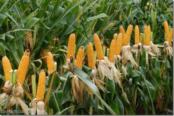 Por falta de semilla cae producción de maíz en Venezuela