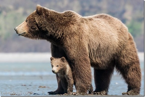 Animales que todavía son cazados por diferentes razones