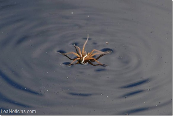 Cómo pueden nadar las arañas