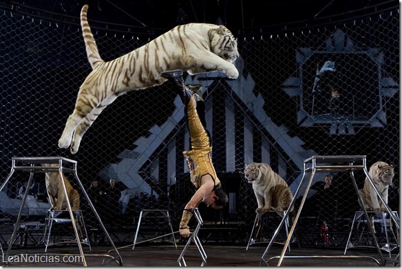 Entra en vigor ley que multa a los circos que usen animales en sus espectáculos