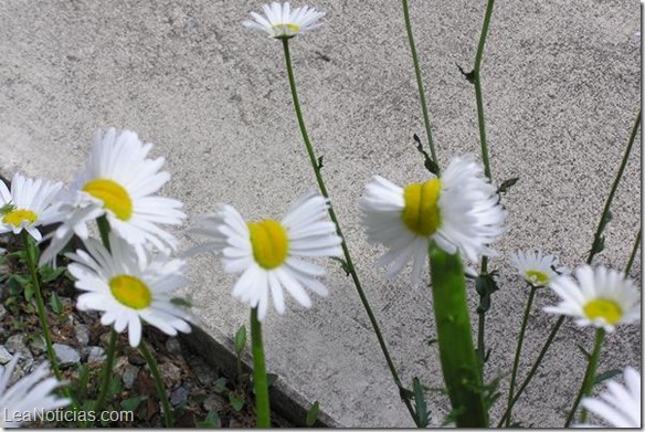 Flores mutantes aparecen en Fukushima